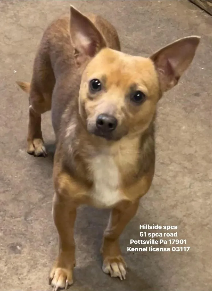 A young small-sized female Chihuahua dog named Bree for adoption in Pottsville, PA