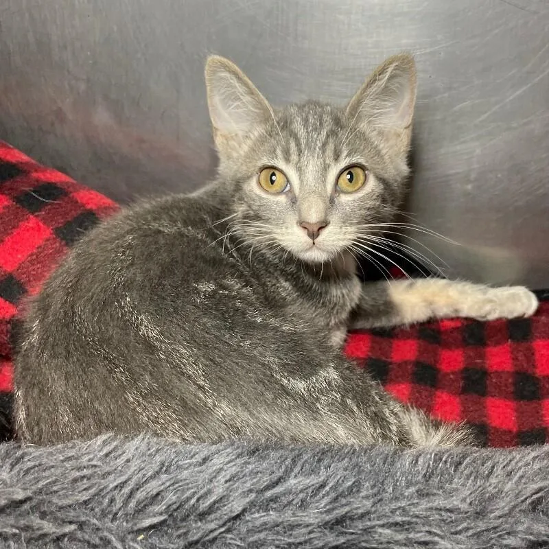 A young medium-sized male Domestic Short Hair cat named Happy for adoption in Roanoke, VA