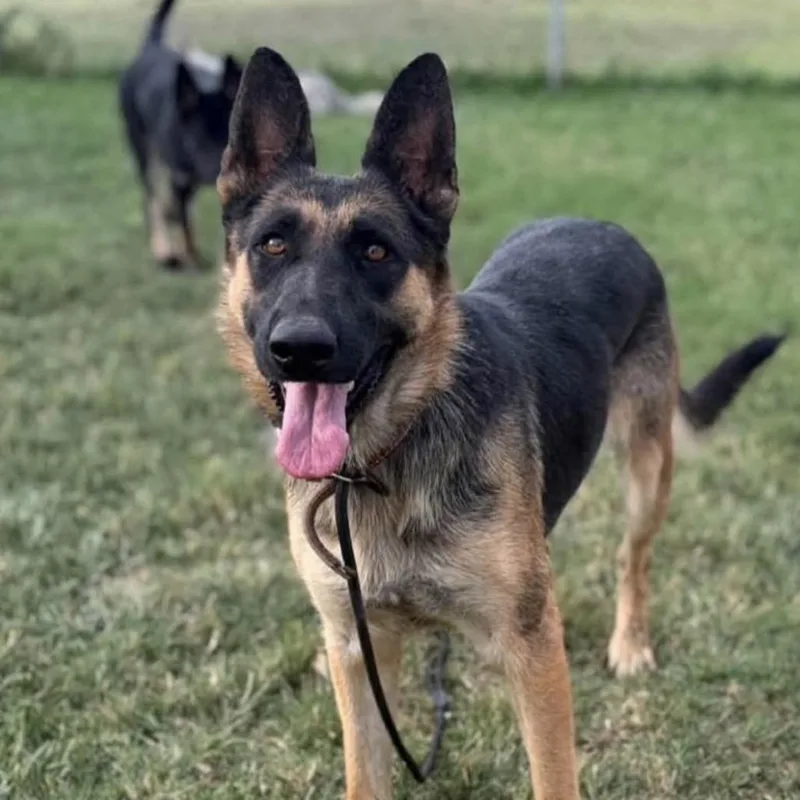 An adult large-sized female Black German Shepherd Dog dog named Olive for adoption in Stagecoach, NV