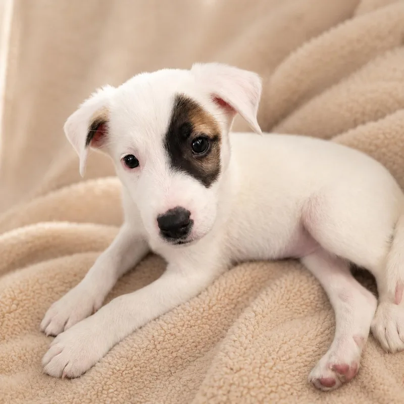 A baby medium-sized male Labrador Retriever dog named Patches for adoption in Houston, TX