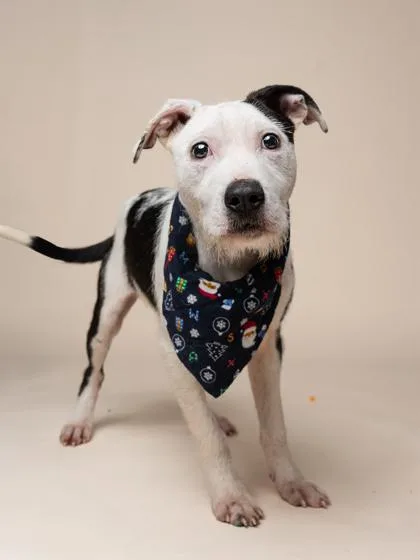 A young medium-sized male Mixed Breed dog named Monte Cristo for adoption in Atlanta, GA