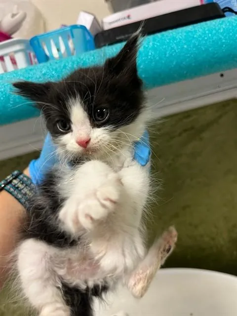 A baby small-sized male Domestic Short Hair cat named Melinda for adoption in Riverside, CA