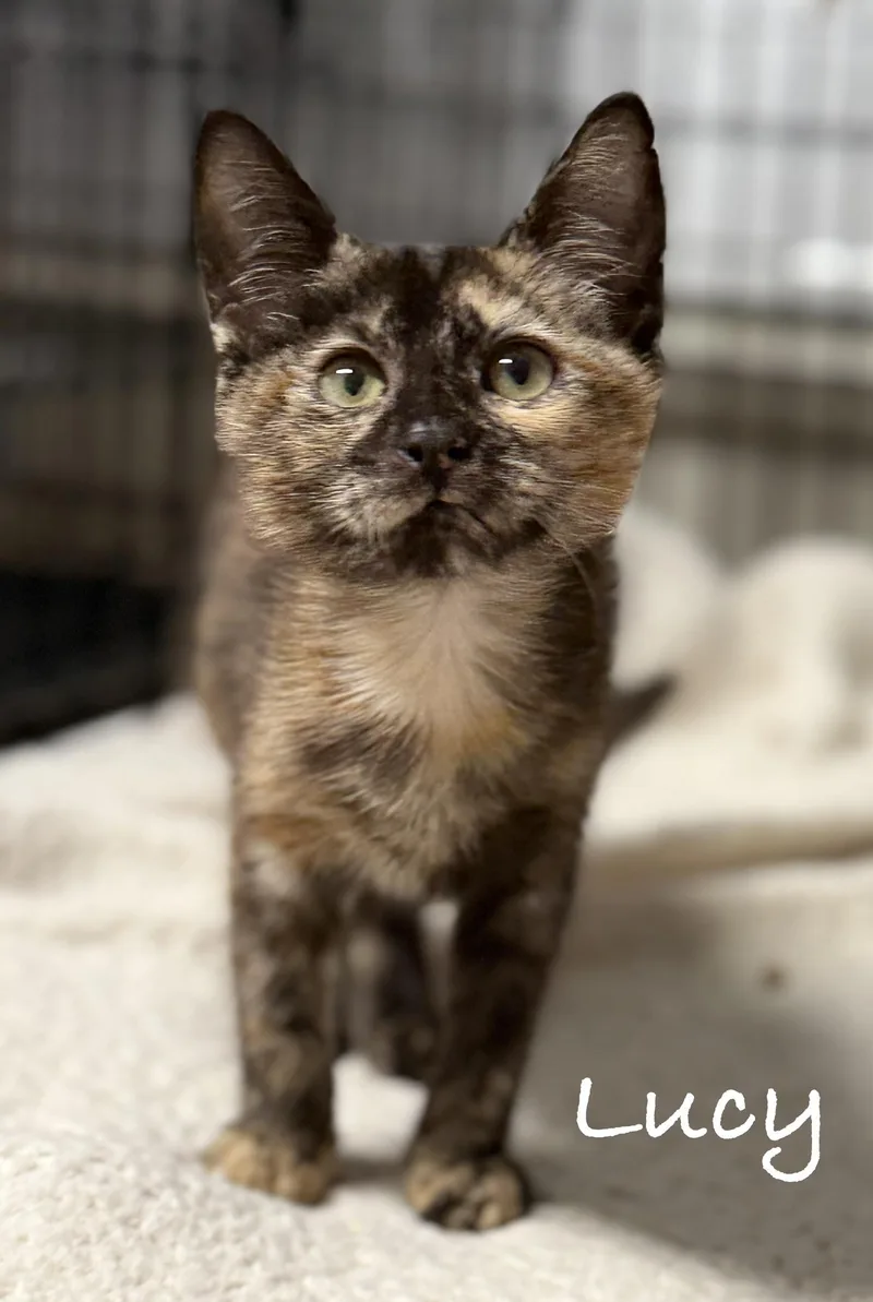 A baby medium-sized female Tortoiseshell Domestic Short Hair cat named Lucy for adoption in Pawleys Island, SC