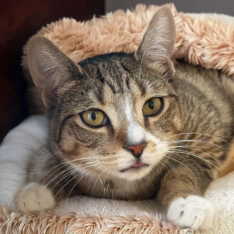 A young small-sized female Domestic Short Hair cat named Laney for adoption in Port Washington, NY