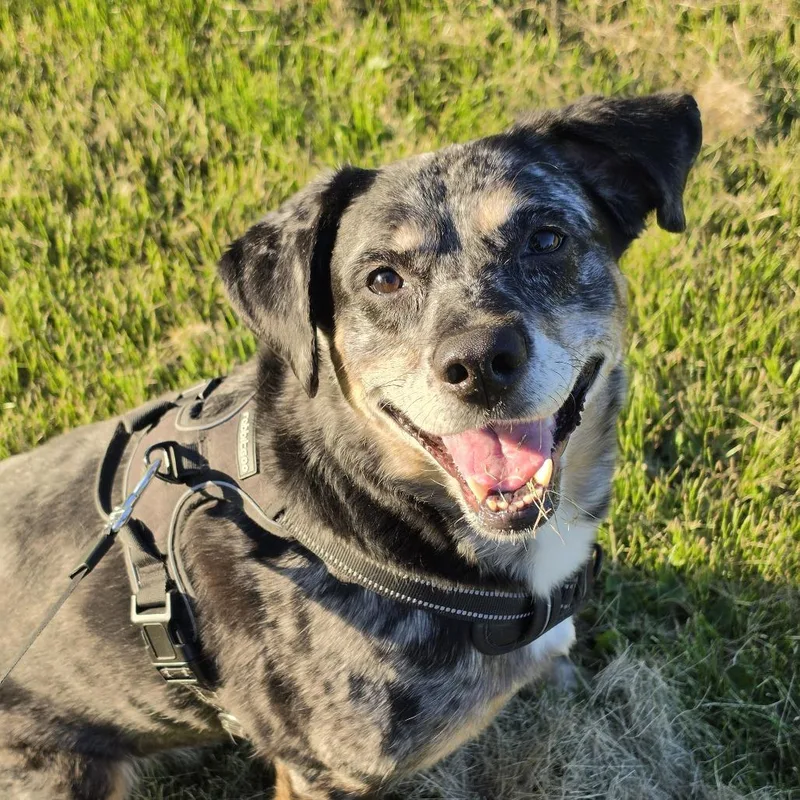 A senior large-sized female Black Catahoula Leopard Dog dog named Karma for adoption in Matteson, IL