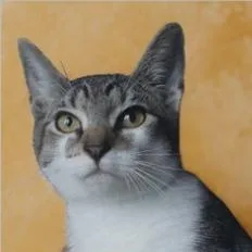 A baby medium-sized female Tabby cat named Sugarbee for adoption in Montclair, NJ