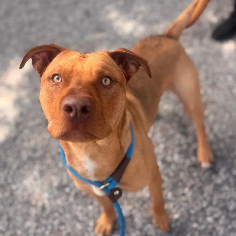 An adult medium-sized male Yellow / Tan / Blond / Fawn Mixed Breed dog named Yorkstray_ for adoption in York, PA