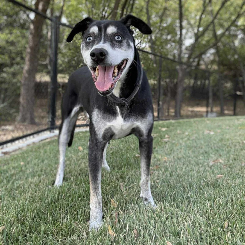 A senior large-sized male Tricolor (Brown, Black, & White) Australian Shepherd dog named Denver for adoption in Justin, TX