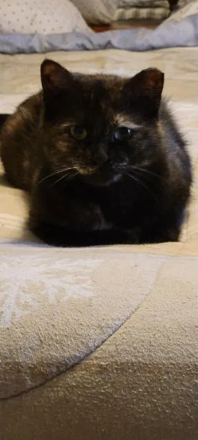 A young medium-sized female Domestic Short Hair cat named Natasha for adoption in Pawtucket, RI