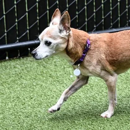 A senior small-sized male Chihuahua dog named Bruno for adoption in Bellevue, WA