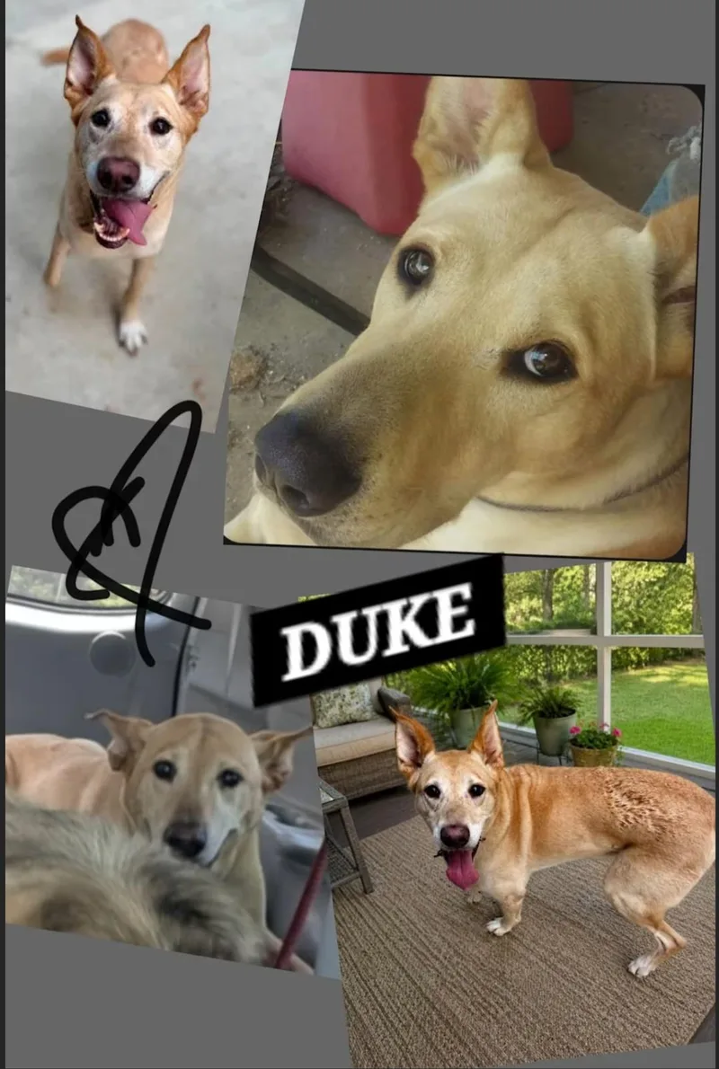 A senior medium-sized male Yellow / Tan / Blond / Fawn Labrador Retriever dog named Duke for adoption in Medfield, MA