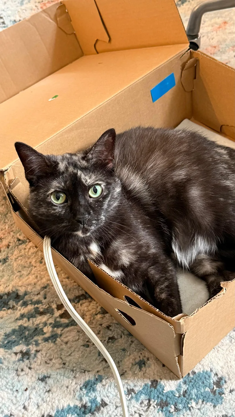 A young medium-sized female Tortoiseshell Domestic Short Hair cat named Corvette for adoption in Brooklyn, NY