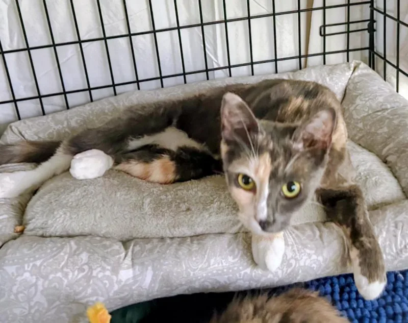 A baby medium-sized female Calico cat named Mindy and Murphy for adoption in Atlanta, GA