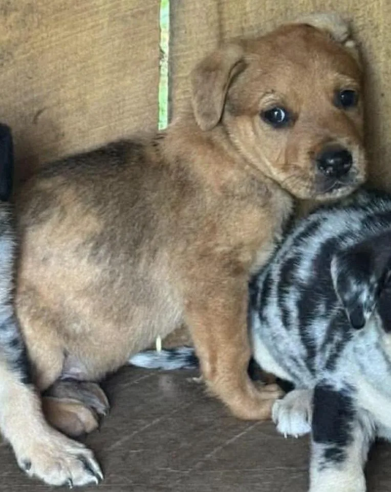 A baby medium-sized male Golden Retriever dog named Parade for adoption in Wonder Lake, IL