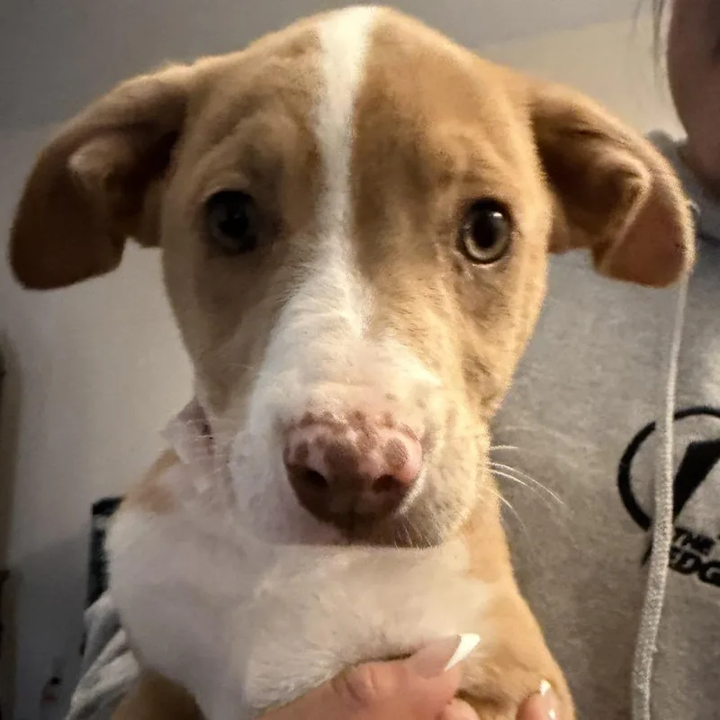 A baby medium-sized female Yellow / Tan / Blond / Fawn Australian Shepherd dog named Ny Nadine Avail Apr for adoption in Stormville, NY