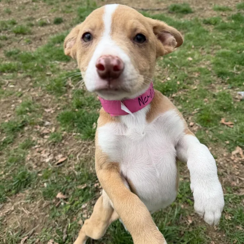 Ny Nadine Avail Apr thumbnail 3