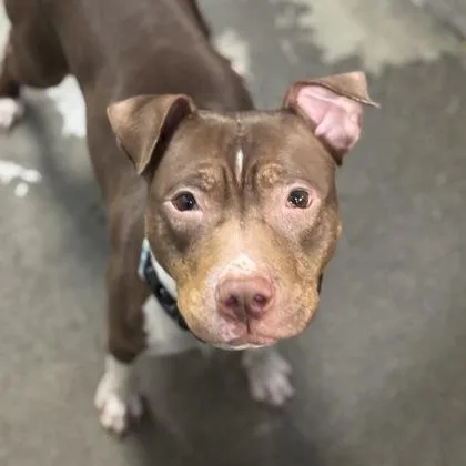 A young large-sized female Pit Bull Terrier dog named Acacia for adoption in Sacramento, CA