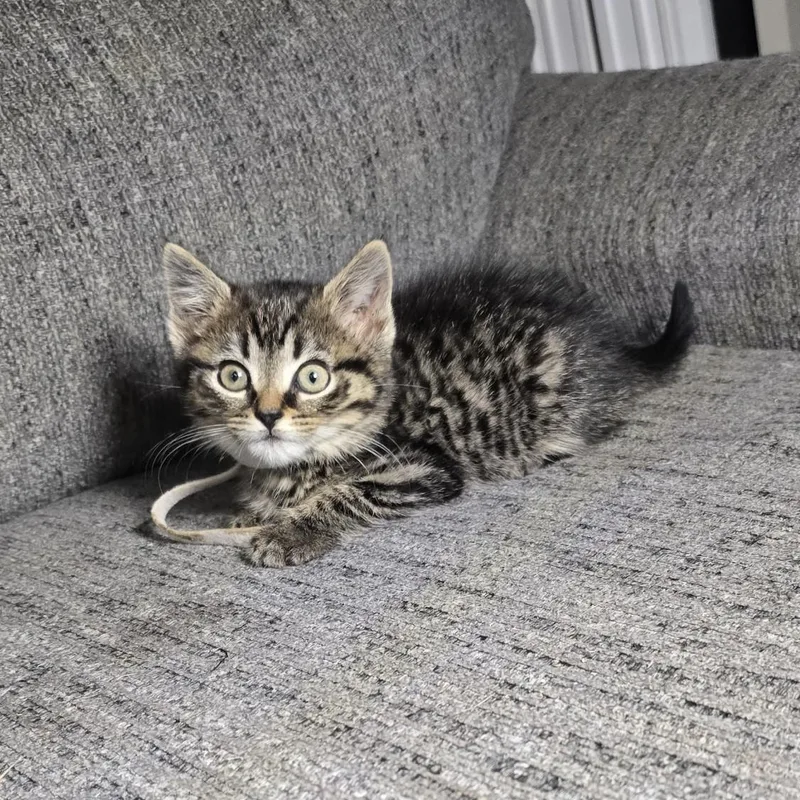 A baby medium-sized male Tabby (Brown / Chocolate) Domestic Short Hair cat named Turbo for adoption in Moriches, NY