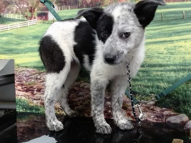 A baby small-sized female Australian Cattle Dog / Blue Heeler dog named A for adoption in Moreno Valley, CA