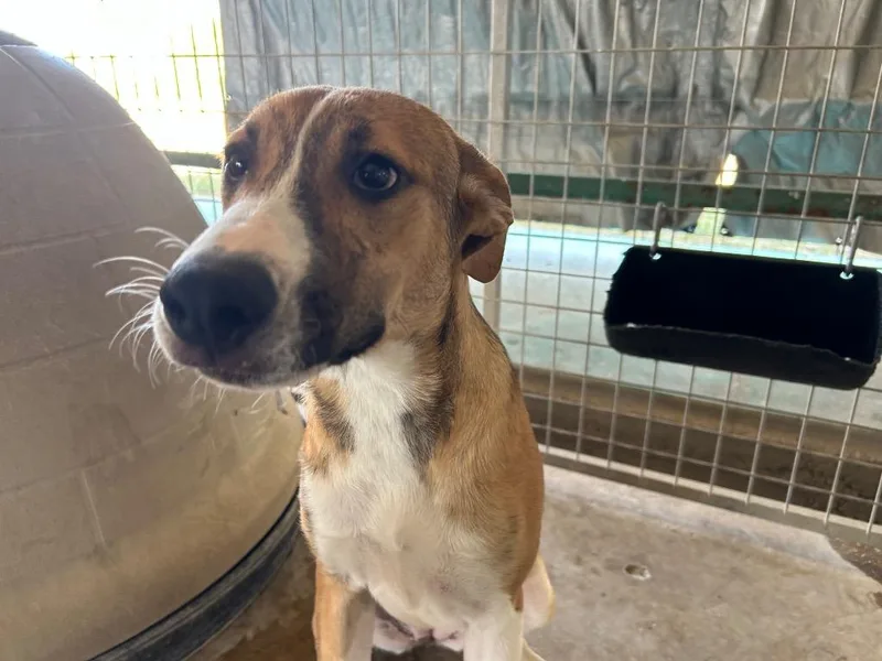 A baby large-sized female Saint Bernard dog named Henrietta for adoption in Big Spring, TX
