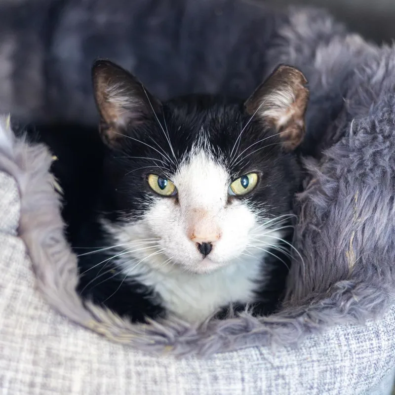 An adult large-sized male Black Domestic Short Hair cat named Jordy for adoption in Wilmington, DE