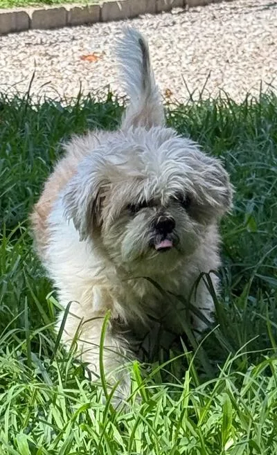 An adult small-sized male Shih Tzu dog named Rocky for adoption in Wilkesboro, NC