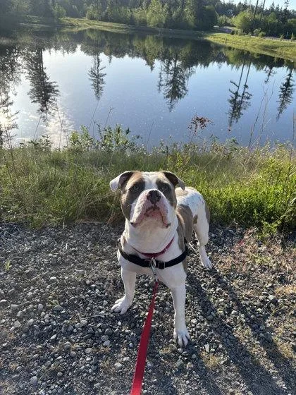 An adult large-sized male Mixed Breed dog named Choncho for adoption in Bellevue, WA