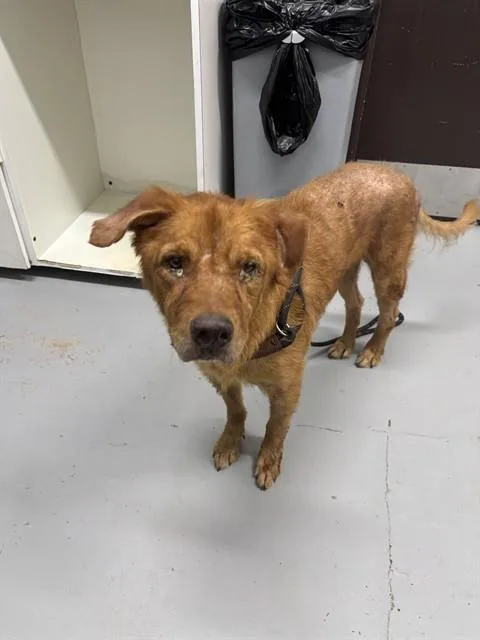 A senior medium-sized male Golden Retriever dog named Caesar for adoption in Corpus Christi, TX
