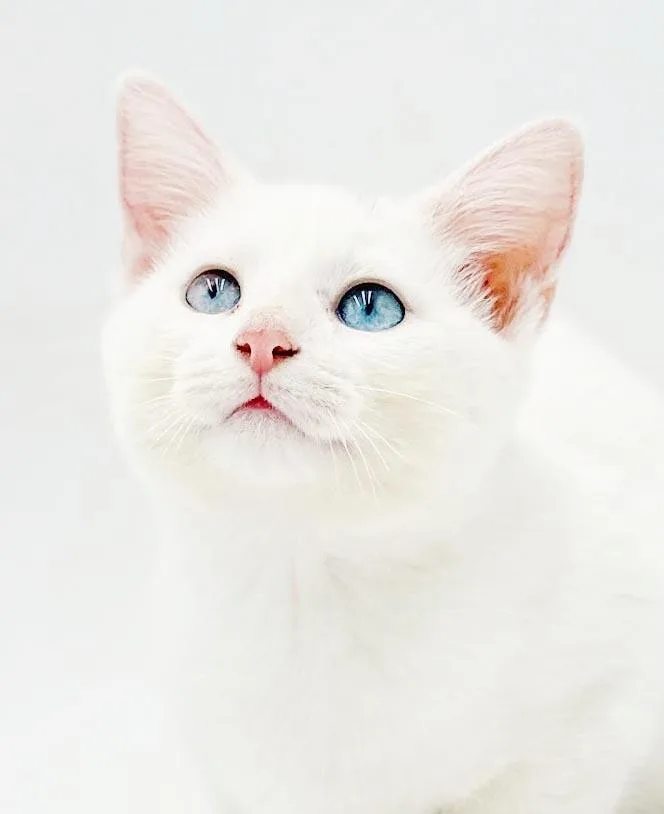 Sugar is just WOW
