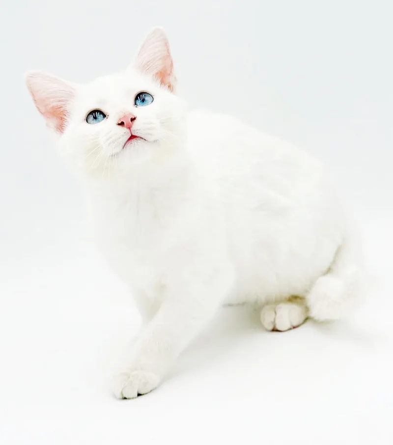 Sugar is just WOW thumbnail 2