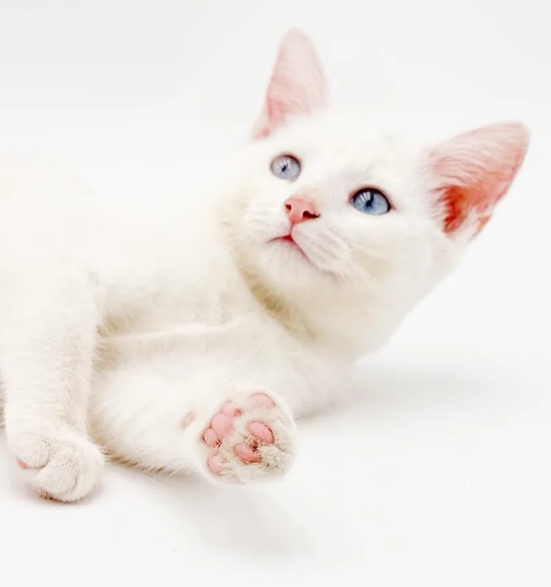Sugar is just WOW thumbnail 3