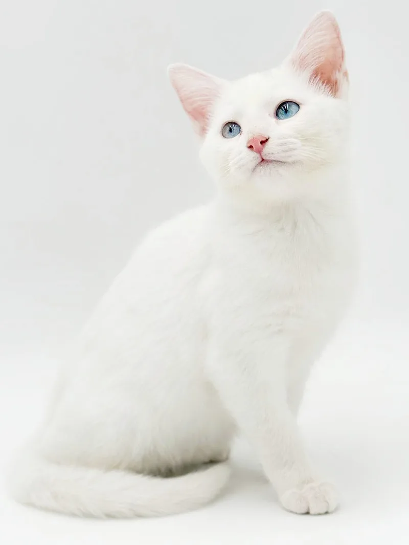 Sugar is just WOW thumbnail 4