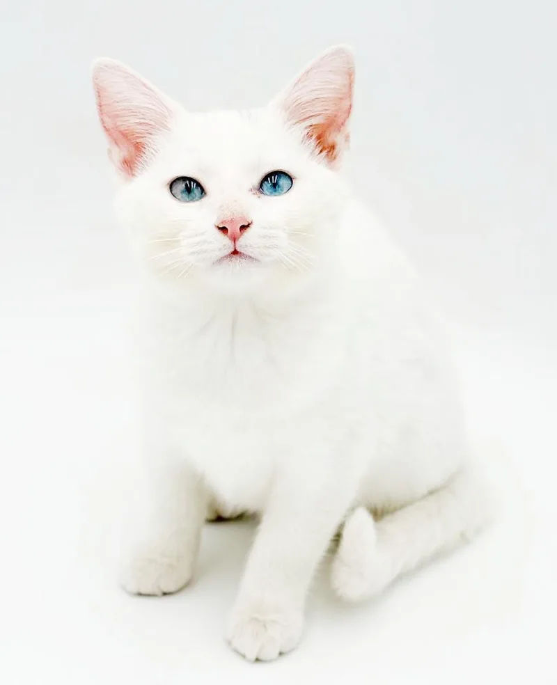 Sugar is just WOW thumbnail 5