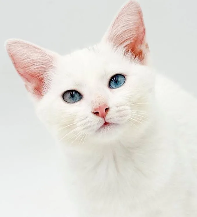 Sugar is just WOW thumbnail 6