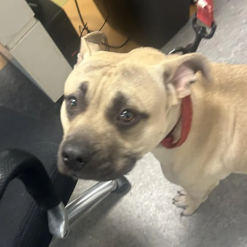 A baby medium-sized male Golden Pit Bull Terrier dog named Brown Butter for adoption in Philadelphia, PA