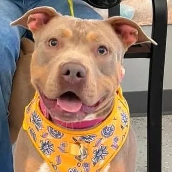 A baby large-sized female Brown / Chocolate Pit Bull Terrier dog named Shyne for adoption in Dallas, TX