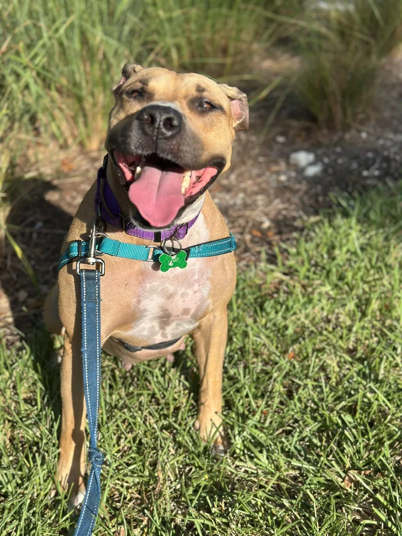An adult large-sized female Terrier dog named America for adoption in Pompano Beach, FL
