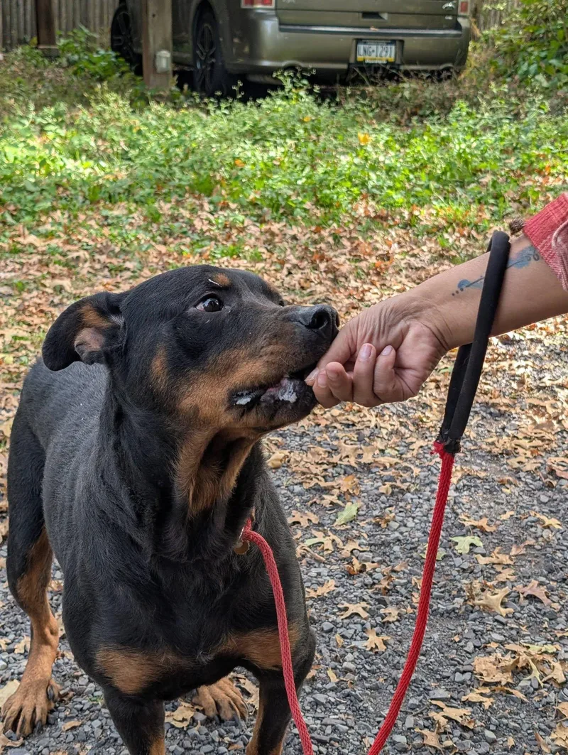 A young large-sized female Rottweiler dog named Gianna for adoption in Patterson, NY