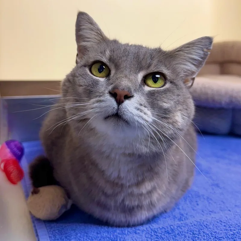 An adult medium-sized female Gray / Blue / Silver Domestic Short Hair cat named Crystal for adoption in Harrisonburg, VA