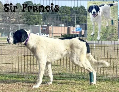 Sir Francis thumbnail 2