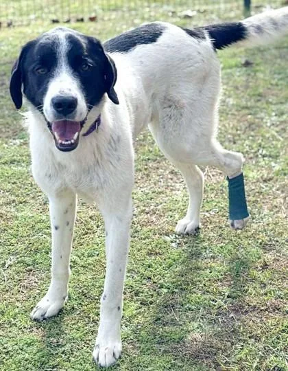 Sir Francis thumbnail 3