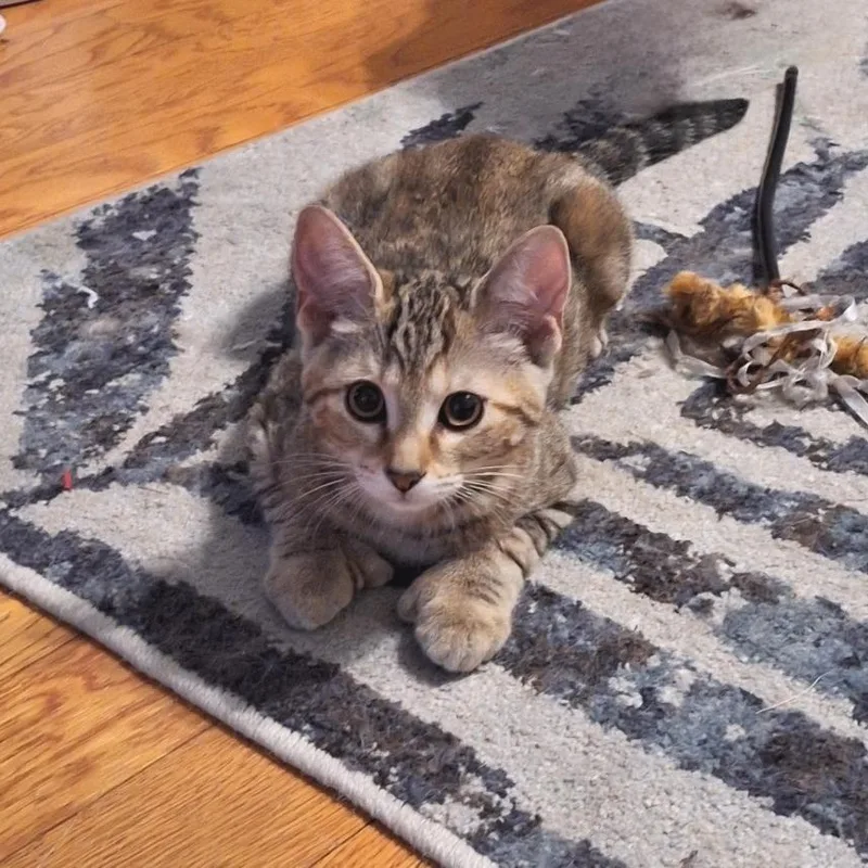 A baby small-sized female Calico Extra-Toes Cat / Hemingway Polydactyl cat named Fava Bean for adoption in Brownsboro, AL