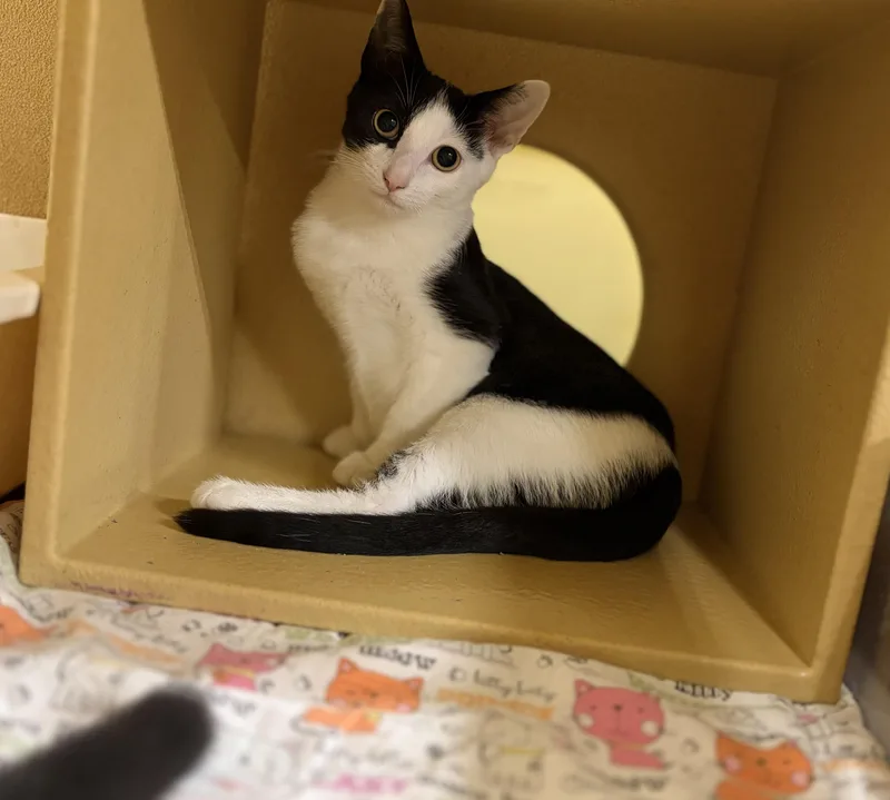 A baby medium-sized female Black & White / Tuxedo Domestic Short Hair cat named Cupcake for adoption in Stowe, PA