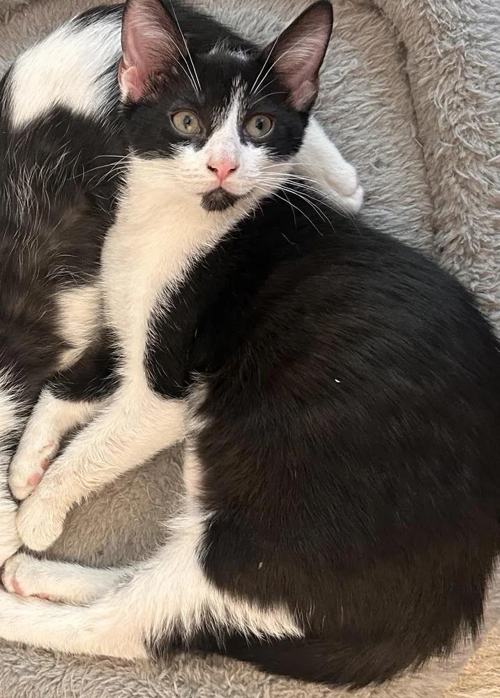 A baby small-sized male Black & White / Tuxedo Domestic Short Hair cat named Mouse for adoption in Greensboro, NC