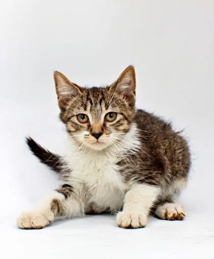 A baby small-sized male Domestic Short Hair cat named Collin for adoption in Morton Grove, IL