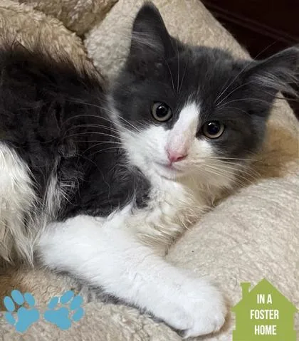 A baby small-sized female Black & White / Tuxedo Domestic Short Hair cat named Furiosa for adoption in Sacramento, CA