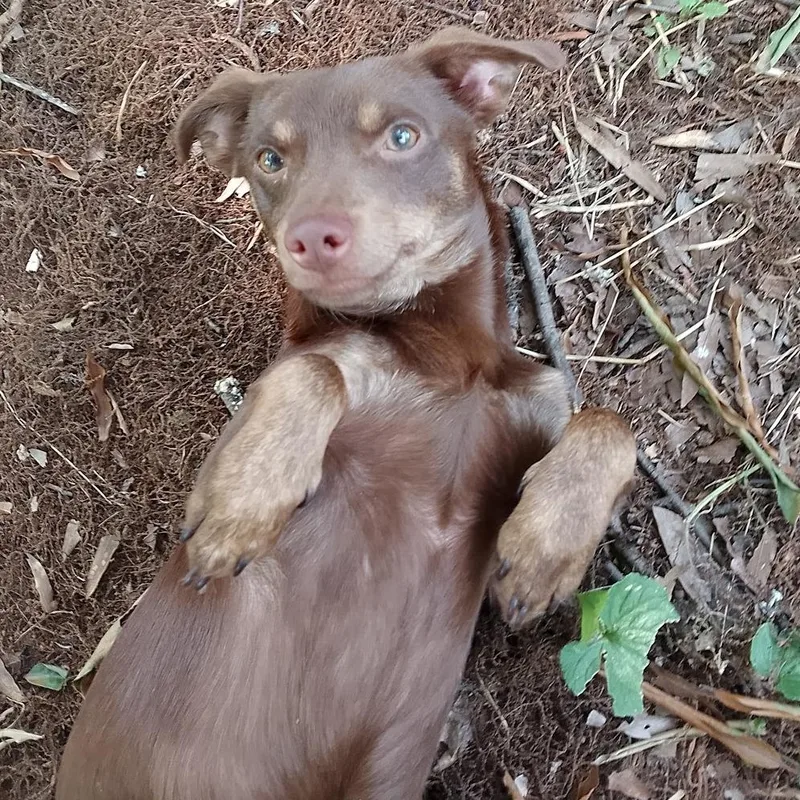 A young small-sized male Brown / Chocolate Chihuahua dog named Po Boy for adoption in Durham, NC
