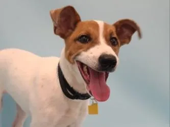 A young large-sized female Terrier dog named Sheba for adoption in Golden Valley, MN