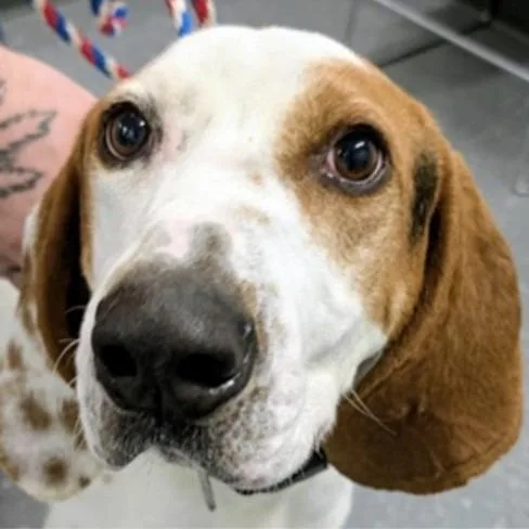 Willie A thumbnail 3