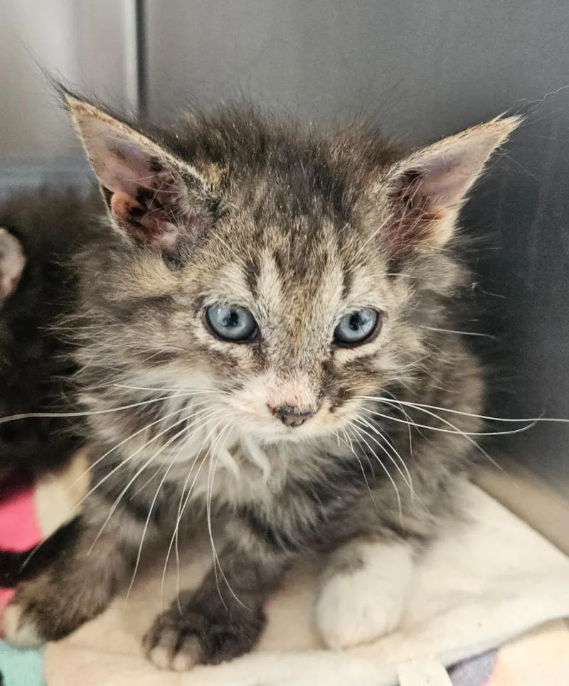 A baby medium-sized male Domestic Medium Hair cat named Turkey Foot for adoption in Mocksville, NC